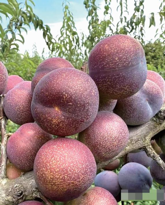 配资股票配资按月配资 安宁思邑村 “半边红”李子熟了